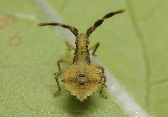 Syromastus rhombeus - vitorlás karimáspoloska