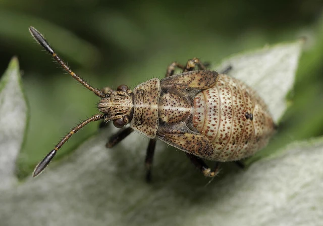 Stictopleurus punctatonervosus Stictopleurus punctatonervosus