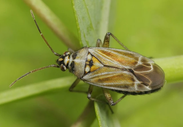Hoplomachus thunbergii - hölgymálpoloska