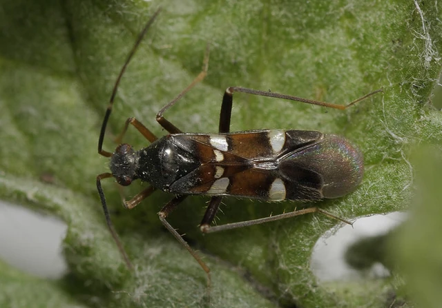 Systellonotus triguttatus - ezüstcsíkos mezeipoloska