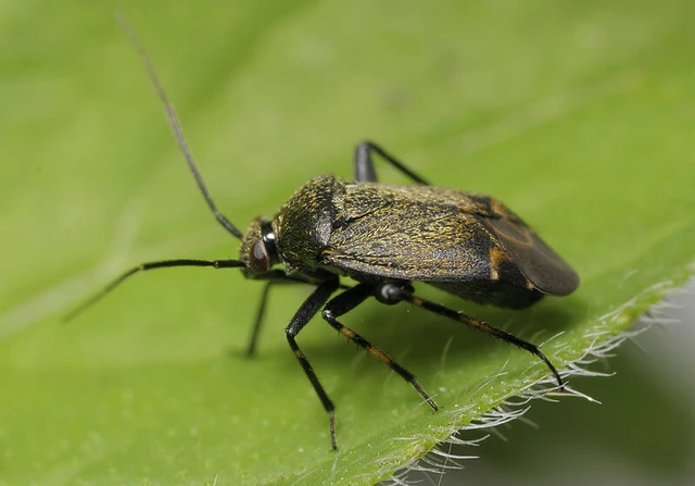 Polymerus nigritus Polymerus nigritus