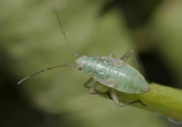 Stenotus binotatus - kétfoltos mezeipoloska