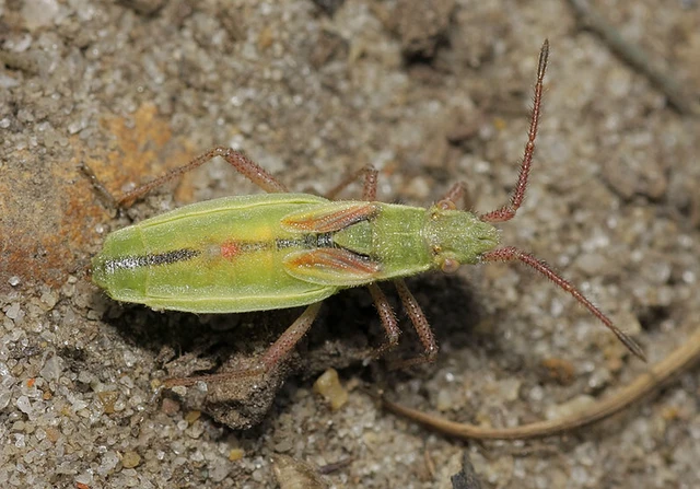 Myrmus miriformis - kurtaszárnyú karimáspoloska