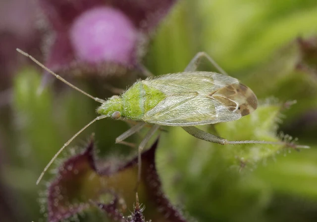 Macrotylus horvathi - horváth poloskája