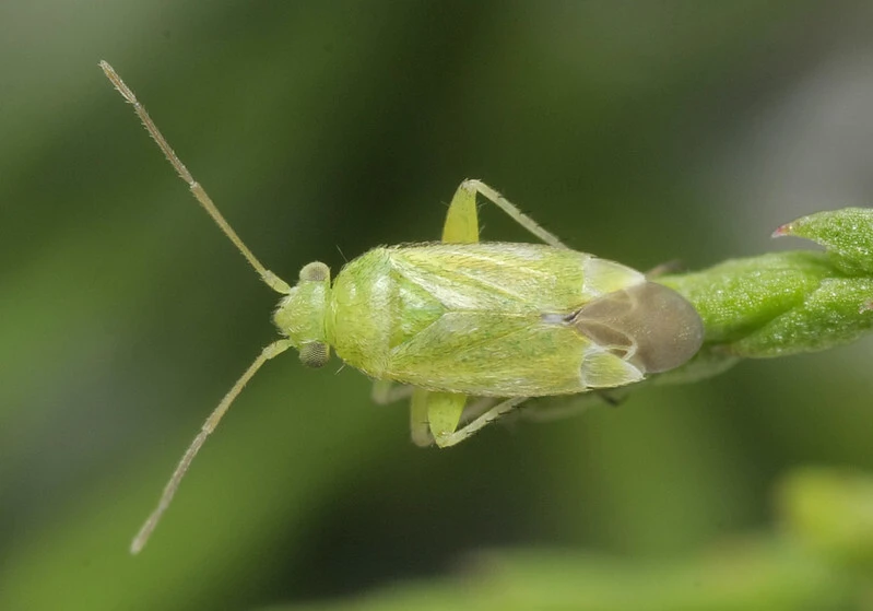 Tuponia brevirostris