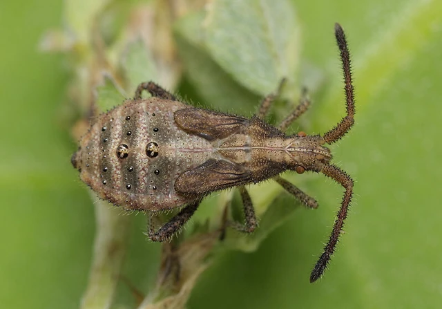 Coriomeris denticulatus - fűrészesvállú karimáspoloska