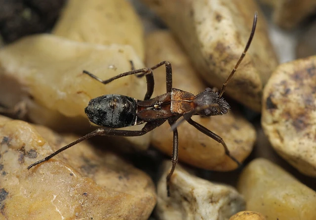 Alydus calcaratus - szőrös tövispoloska