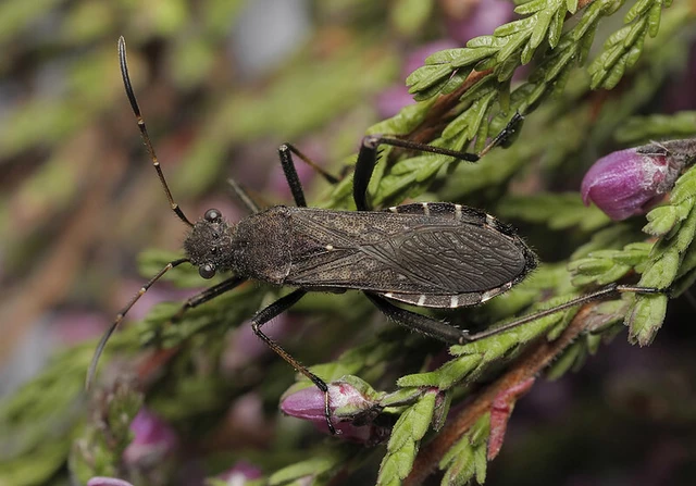 Alydus calcaratus - szőrös tövispoloska