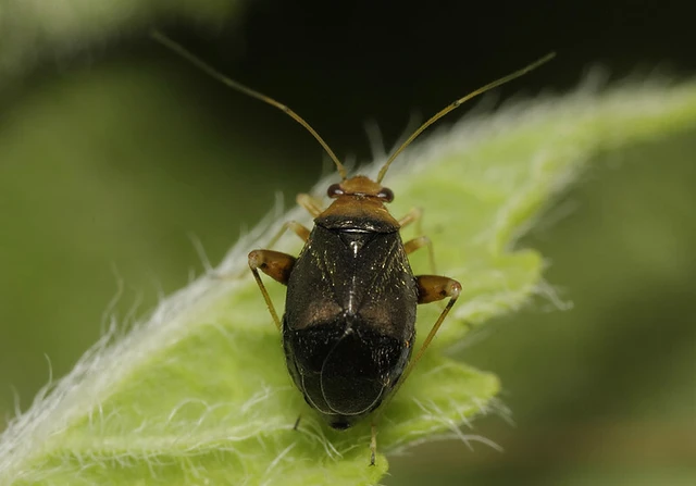Halticus luteicollis - sárganyakú ugrópoloska