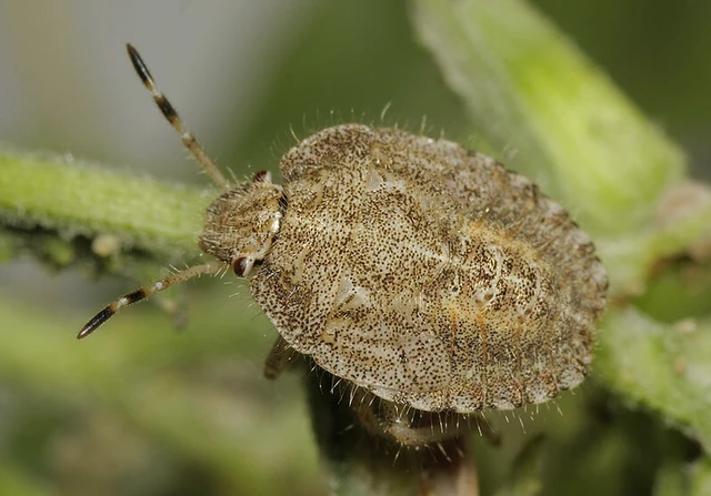 Dolycoris baccarum - közönséges bogyómászó-poloska Dolycoris baccarum - közönséges bogyómászó-poloska