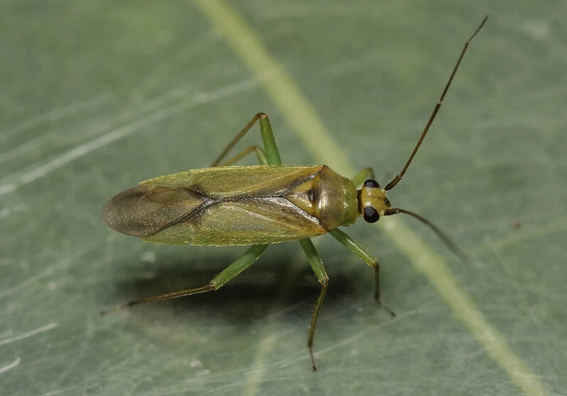 Orthotylus bilineatus