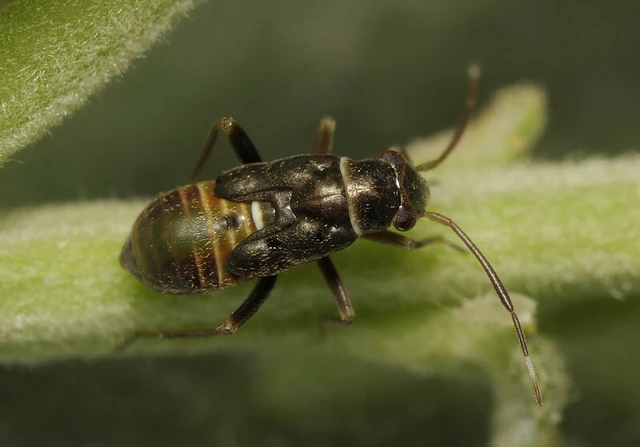 Pilophorus clavatus Pilophorus clavatus