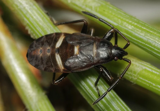 Gastrodes grossipes - lapos bodobács