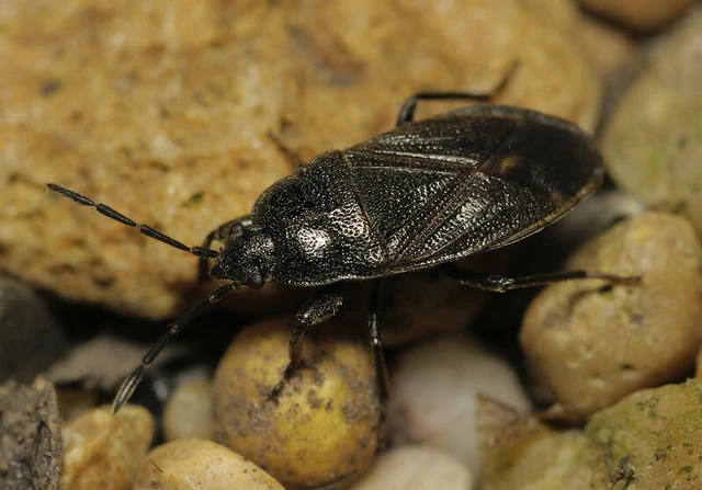 Megalonotus dilatatus