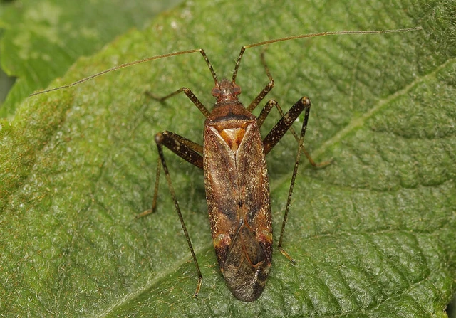 Phytocoris ulmi - szilfapoloska