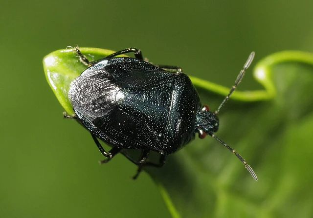 Zicrona caerulea - acélkék poloska Zicrona caerulea - acélkék poloska