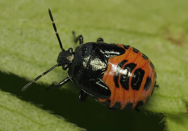 Zicrona caerulea - acélkék poloska Zicrona caerulea - acélkék poloska