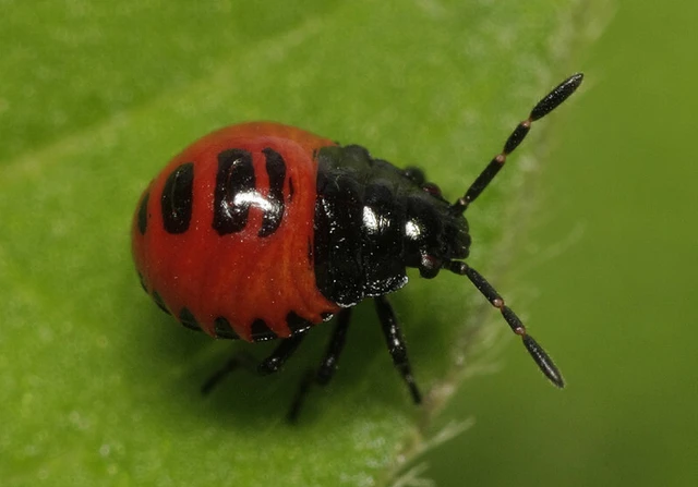 Zicrona caerulea - acélkék poloska Zicrona caerulea - acélkék poloska