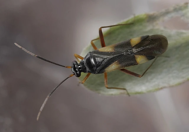 Globiceps fulvicollis - négyfoltos mezeipoloska
