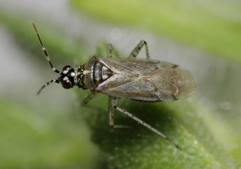 Dicyphus annulatus