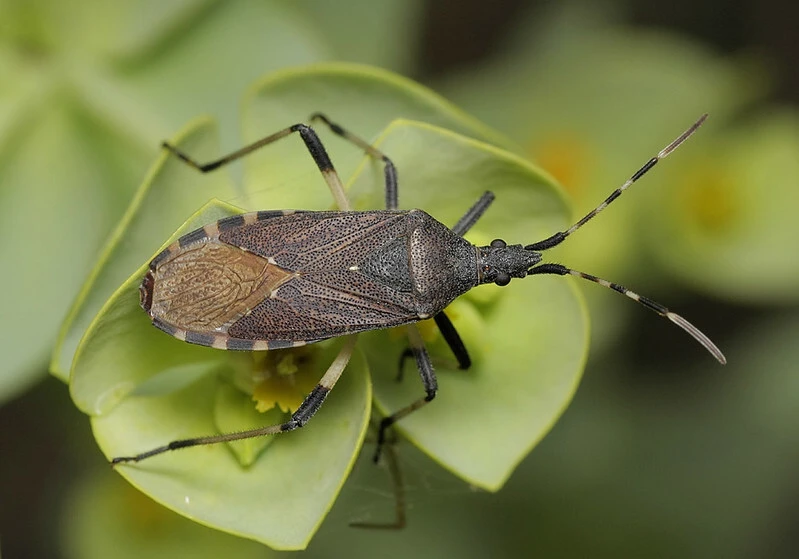 Dicranocephalus agilis - gyűrűscsápú karimáspoloska
