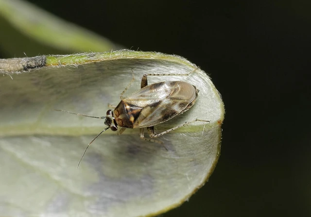 Monosynamma sabulicola