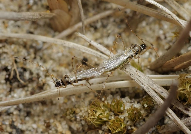 Gampsocoris punctipes - tüskés szúnyogpoloska