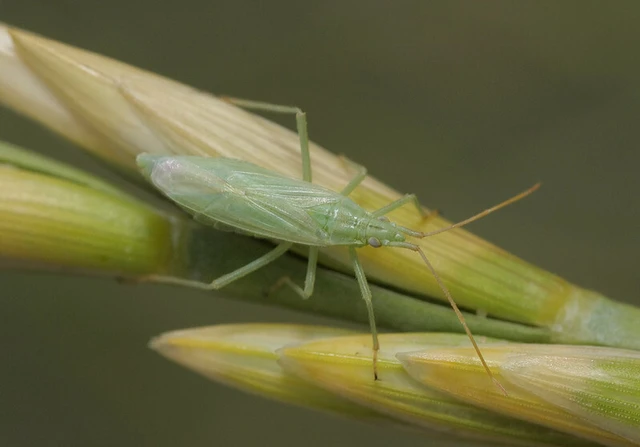 Trigonotylus psammaecolor