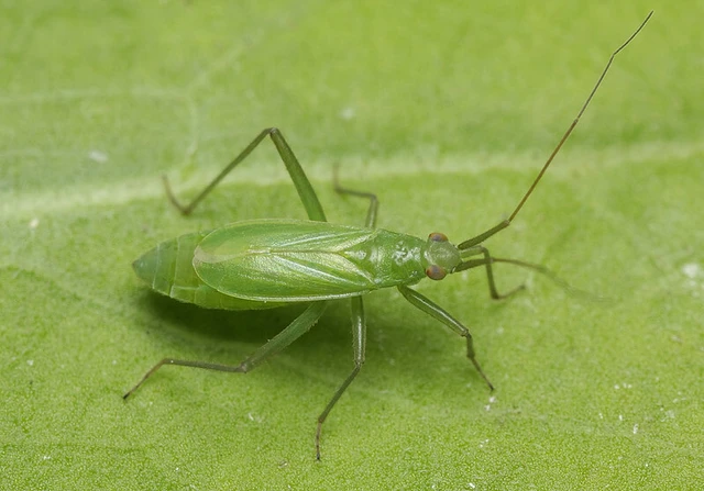 Teratocoris