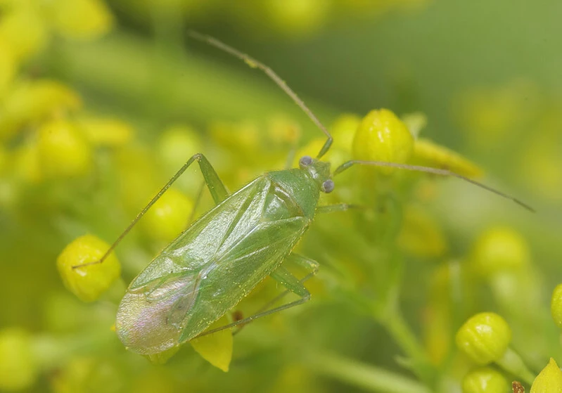 Orthotylus ochrotrichus