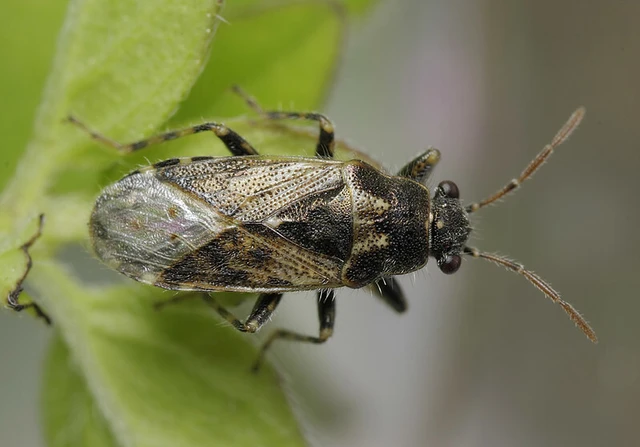 Heterogaster urticae - tarka bodobács