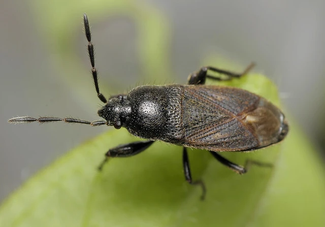 Megalonotus chiragra - bundás bodobács