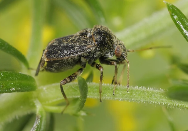 Charagochilus gyllenhalii - kis cigány-mezeipoloska