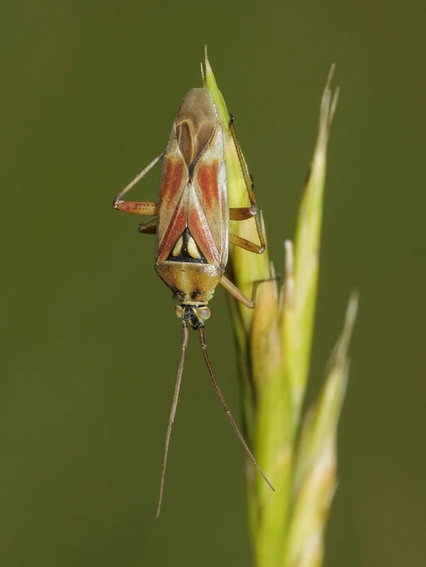 Calocoris roseomaculatus