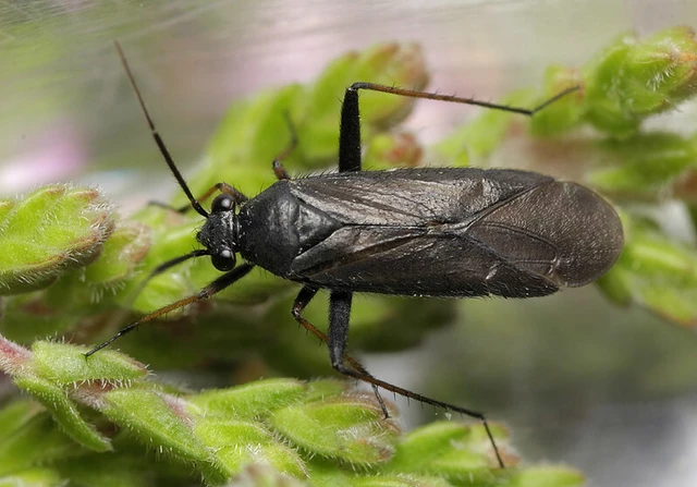 Orthocephalus saltator - szőrös ugrópoloska