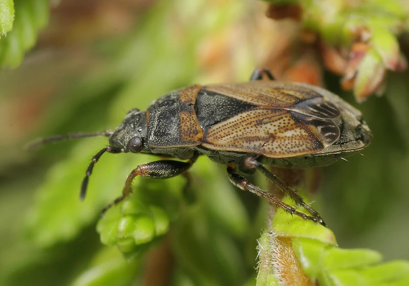 Trapezonotus desertus