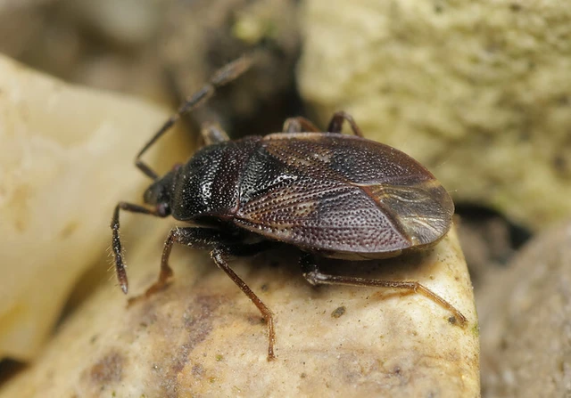 Drymus brunneus - barna erdeibodobács