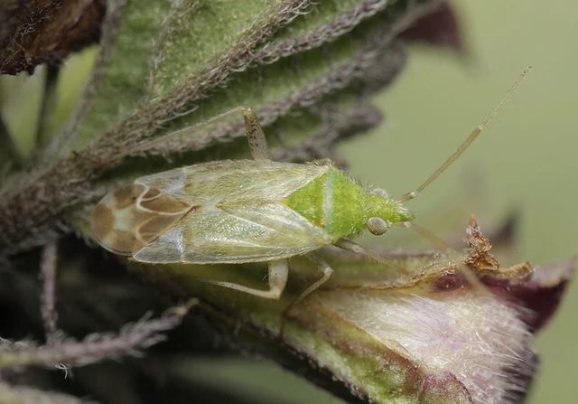 Macrotylus horvathi - horváth poloskája