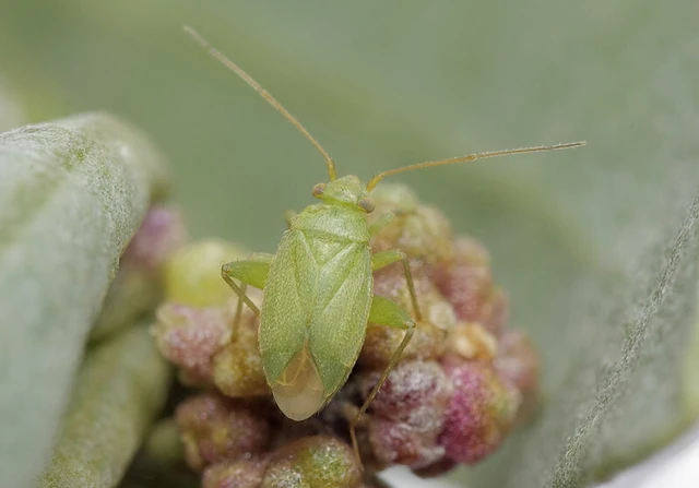 Orthotylus moncreaffi Orthotylus moncreaffi