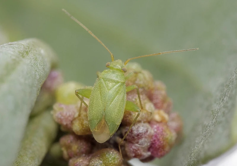 Orthotylus moncreaffi