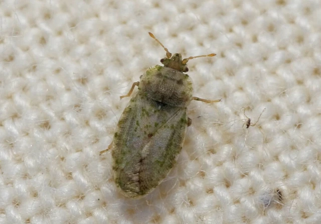 Parapiesma quadratum - répapoloska