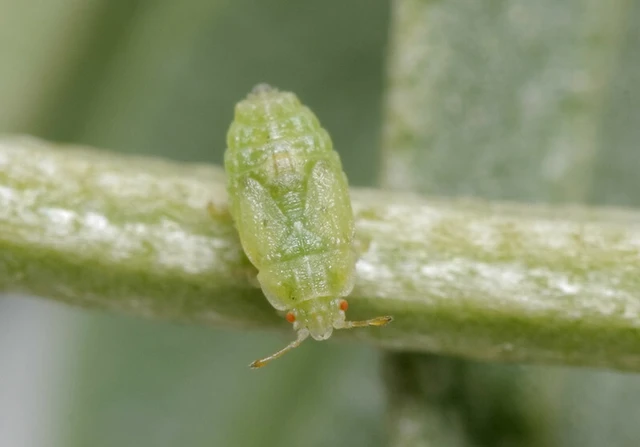 Parapiesma quadratum - répapoloska