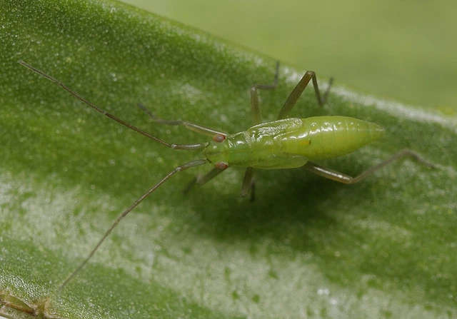 Teratocoris