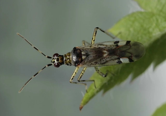 Dicyphus escalerae