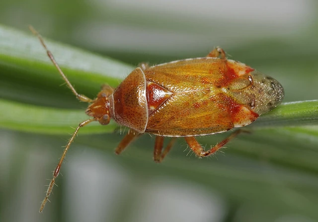 Alloeotomus gothicus