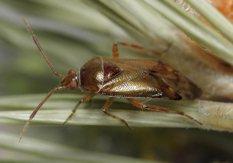 Alloeotomus gothicus