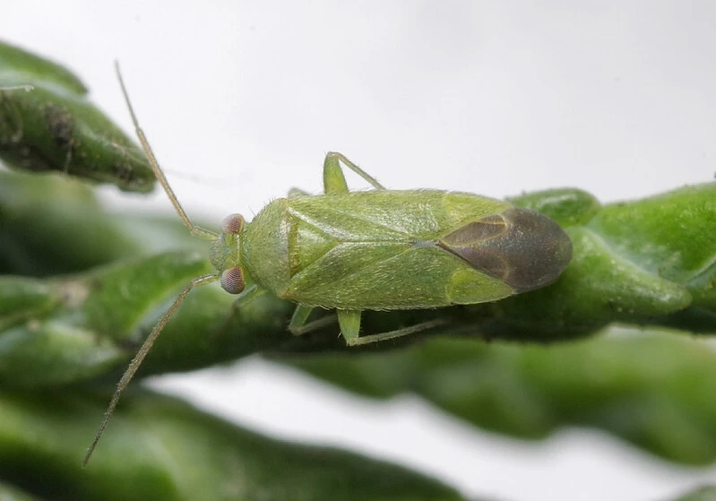 Orthotylus junipericola armoricanus