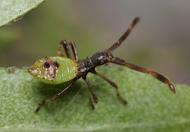 Gonocerus acuteangulatus - aranypetés karimáspoloska