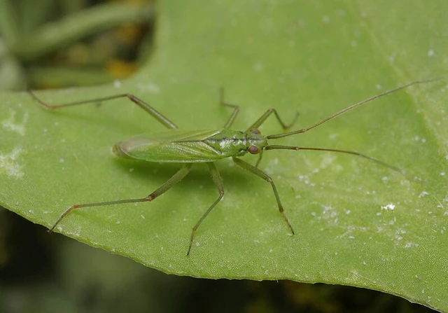 Teratocoris