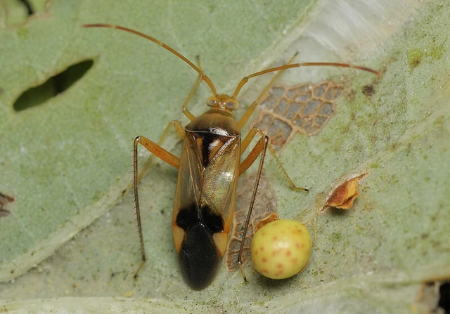 Megacoelum infusum